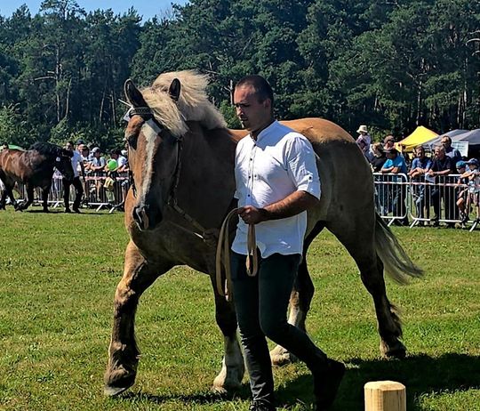 Wojewódzka Wystawa Koni Zimnokrwistych w Tucznej [GALERIA ZDJĘĆ]