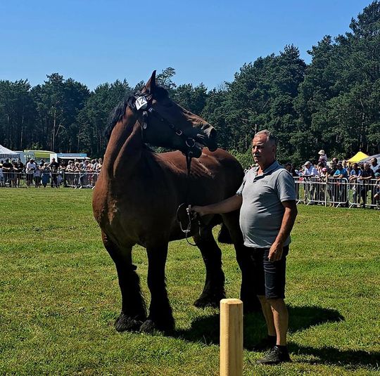 Wojewódzka Wystawa Koni Zimnokrwistych w Tucznej [GALERIA ZDJĘĆ]