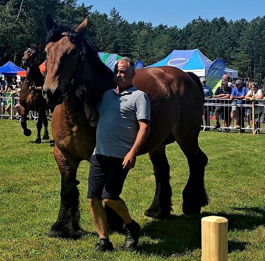 Wojewódzka Wystawa Koni Zimnokrwistych w Tucznej [GALERIA ZDJĘĆ]