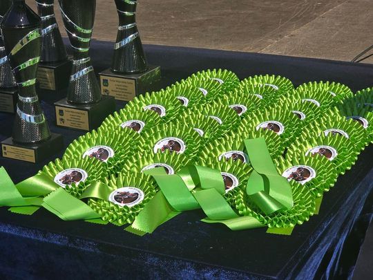 Wojewódzka Wystawa Koni Zimnokrwistych w Tucznej [GALERIA ZDJĘĆ]