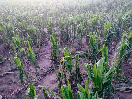 Powiat hrubieszowski: Po burzy z gradem. Na polach nie zostały nawet łodygi [ZDJĘCIA]