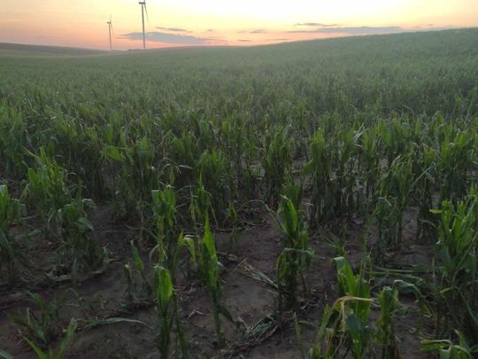 Powiat hrubieszowski: Po burzy z gradem. Na polach nie zostały nawet łodygi [ZDJĘCIA]