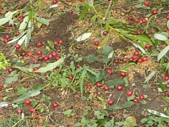 Powiat hrubieszowski: Po burzy z gradem. Na polach nie zostały nawet łodygi [ZDJĘCIA]