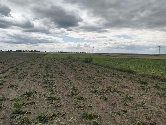 Powiat hrubieszowski: Po burzy z gradem. Na polach nie zostały nawet łodygi [ZDJĘCIA]