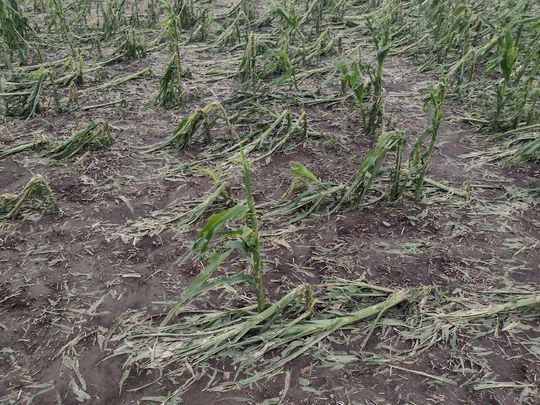 Powiat hrubieszowski: Po burzy z gradem. Na polach nie zostały nawet łodygi [ZDJĘCIA]