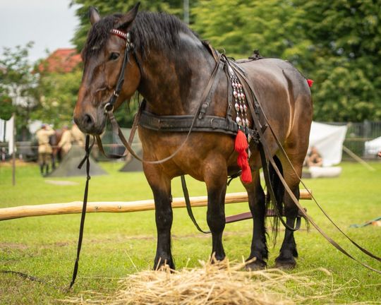 Dni Powiatu Tomaszowskiego z Marszałkiem Piłsudskim, rekonstruktorami i kabaretem OT.TO [ZDJĘCIA]