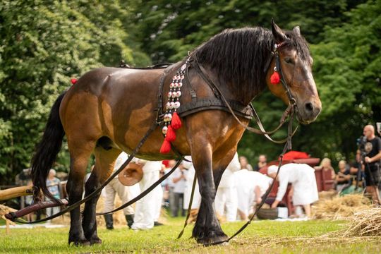 Dni Powiatu Tomaszowskiego z Marszałkiem Piłsudskim, rekonstruktorami i kabaretem OT.TO [ZDJĘCIA]