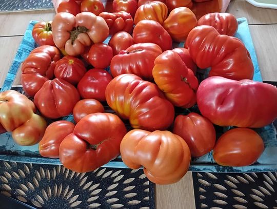 Ogromne pomidory z Jarczowa. Jeden waży prawie 2 kilogramy [ZDJĘCIA]