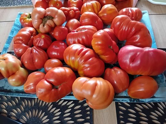 Ogromne pomidory z Jarczowa - galeria zdjęć