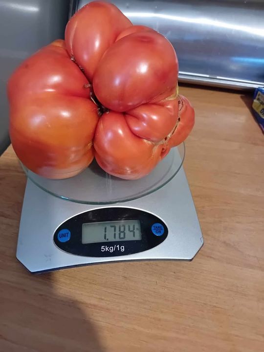 Ogromne pomidory z Jarczowa - galeria zdjęć