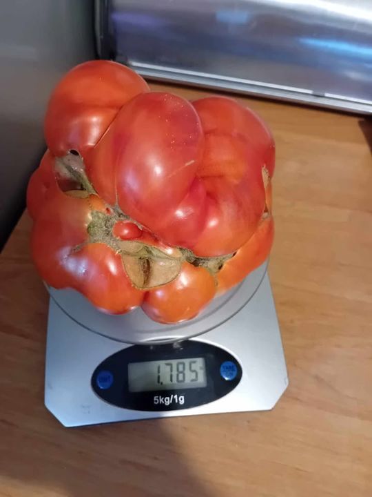 Ogromne pomidory z Jarczowa - galeria zdjęć