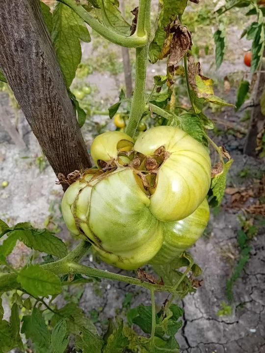 Ogromne pomidory z Jarczowa - galeria zdjęć