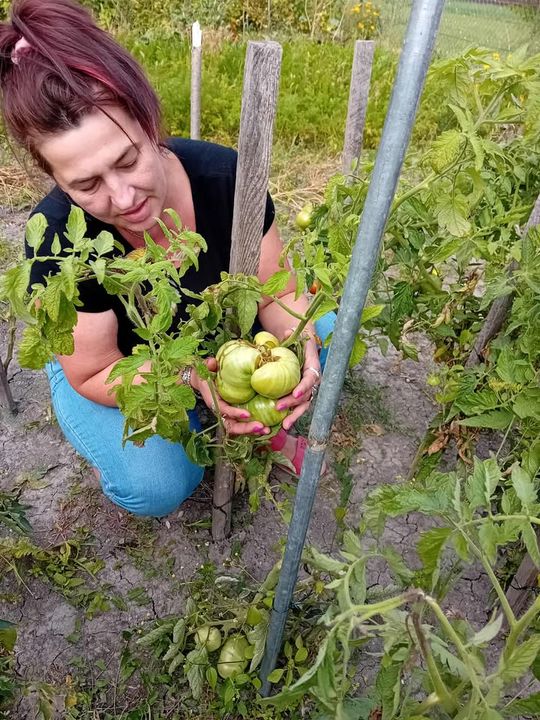Ogromne pomidory z Jarczowa - galeria zdjęć