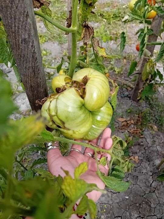 Ogromne pomidory z Jarczowa - galeria zdjęć