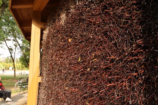 Tężnia solankowa w Zamościu - galeria zdjęc Tężnia solankowa w Zamościu - galeria zdjęc