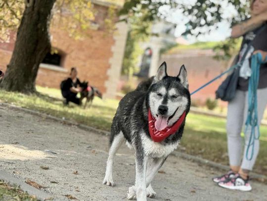 Zamość: Psy ze schroniska poznawały miasto [ZDJĘCIA]