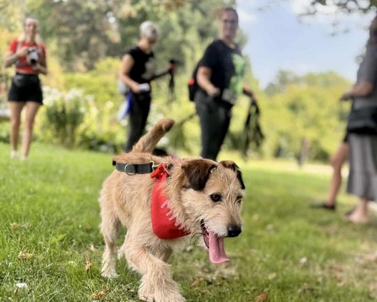 Zamość: Psy ze schroniska poznawały miasto [ZDJĘCIA]