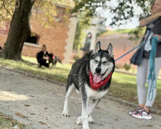 Zamość: Psy ze schroniska poznawały miasto [ZDJĘCIA]