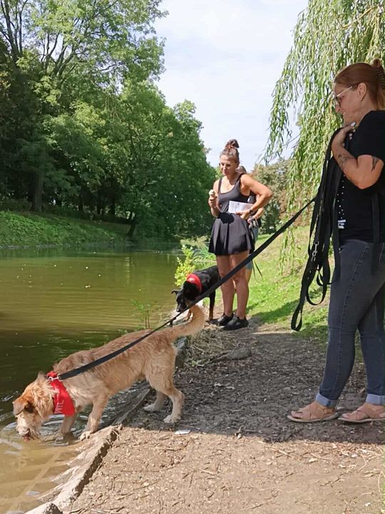 Zamość: Psy ze schroniska poznawały miasto [ZDJĘCIA]