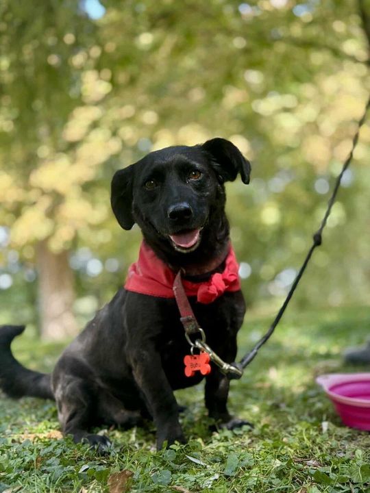 Zamość: Psy ze schroniska poznawały miasto [ZDJĘCIA]