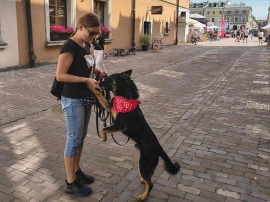 Zamość: Psy ze schroniska poznawały miasto [ZDJĘCIA]