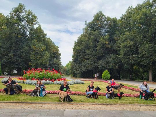 Zamość: Psy ze schroniska poznawały miasto [ZDJĘCIA]