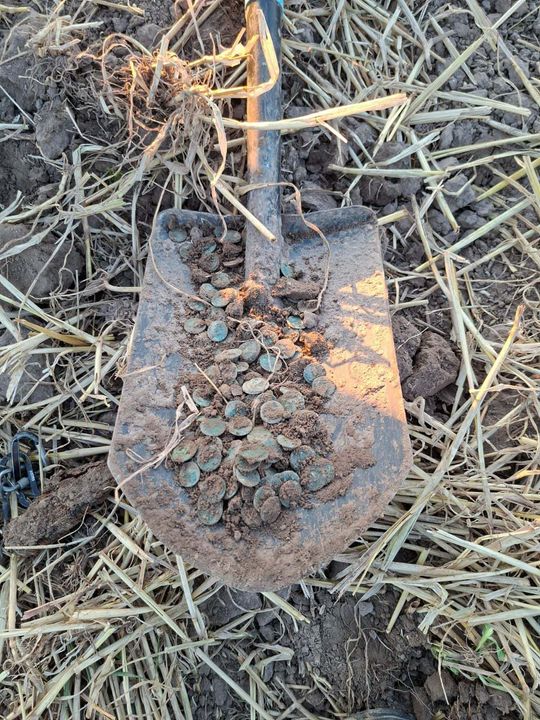 Skarb! 5 tysięcy historycznych monet w Świerszczowie [ZDJĘCIA]