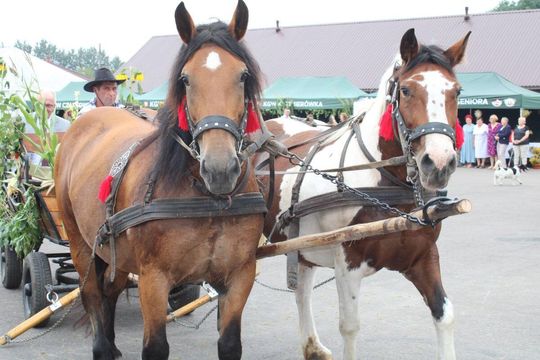 Tyszowce: Dożynki powiatu tomaszowskiego [ZDJĘCIA cz. 3]