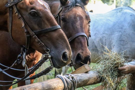 86. rocznica Bitew pod Tomaszowem Lubelskim "Wrześniowe Drogi" [ZDJĘCIA]