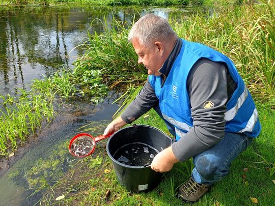 Roztocze: Zarybiają rzeki, jeziora, zbiorniki. Wpuszczą 17 gatunków ryb [ZDJĘCIA]
