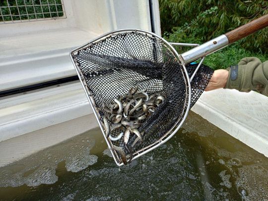 Roztocze: Zarybiają rzeki, jeziora, zbiorniki. Wpuszczą 17 gatunków ryb [ZDJĘCIA]