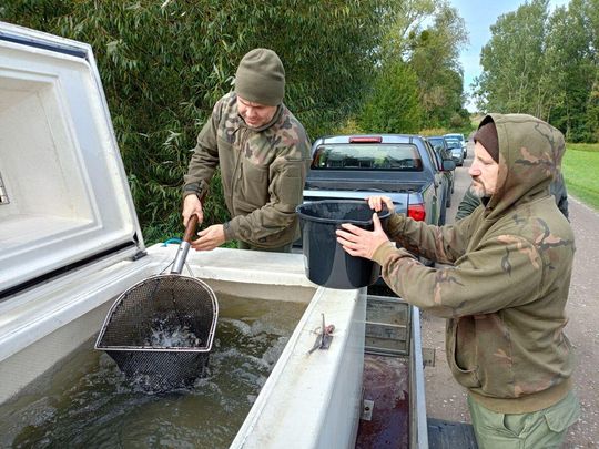 Roztocze: Zarybiają rzeki, jeziora, zbiorniki. Wpuszczą 17 gatunków ryb [ZDJĘCIA]
