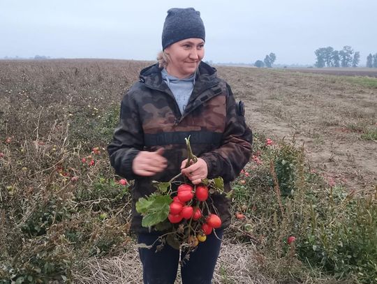 Rolnicy z Niewirkowa oddają pomidory w zamian za datek na remont kościoła w Dubie [ZDJĘCIA]