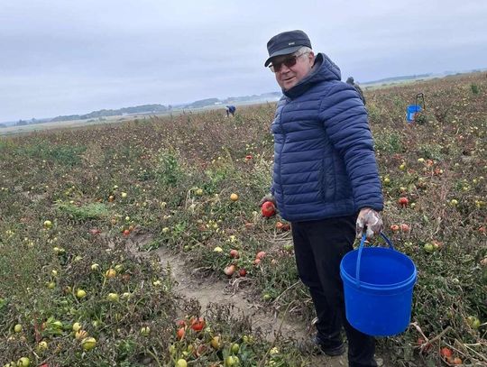 Rolnicy z Niewirkowa oddają pomidory w zamian za datek na remont kościoła w Dubie [ZDJĘCIA]