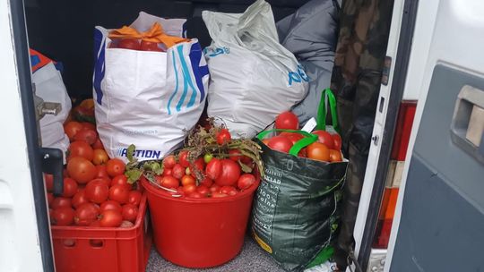 Rolnicy z Niewirkowa oddają pomidory w zamian za datek na remont kościoła w Dubie [ZDJĘCIA]