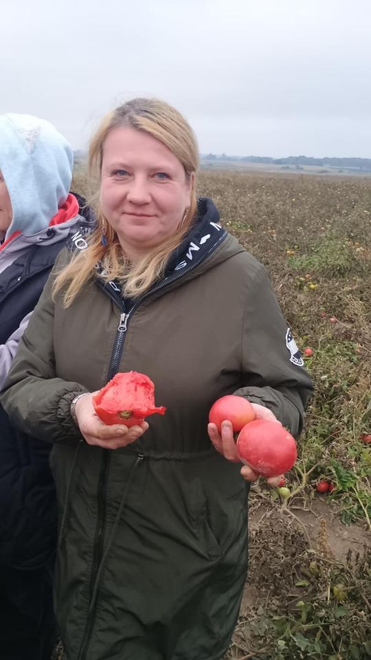 Rolnicy z Niewirkowa oddają pomidory w zamian za datek na remont kościoła w Dubie [ZDJĘCIA]