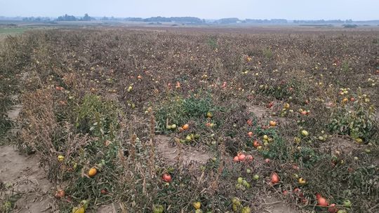 Rolnicy z Niewirkowa oddają pomidory w zamian za datek na remont kościoła w Dubie [ZDJĘCIA]