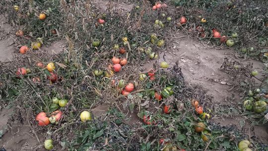 Rolnicy z Niewirkowa oddają pomidory w zamian za datek na remont kościoła w Dubie [ZDJĘCIA]