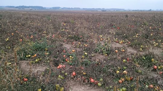 Rolnicy z Niewirkowa oddają pomidory w zamian za datek na remont kościoła w Dubie [ZDJĘCIA]