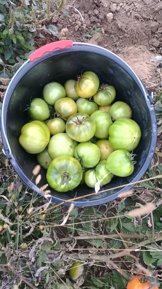 Rolnicy z Niewirkowa oddają pomidory w zamian za datek na remont kościoła w Dubie [ZDJĘCIA]