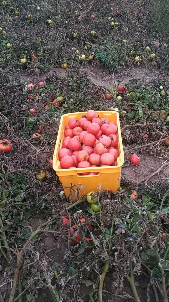 Rolnicy z Niewirkowa oddają pomidory w zamian za datek na remont kościoła w Dubie [ZDJĘCIA]