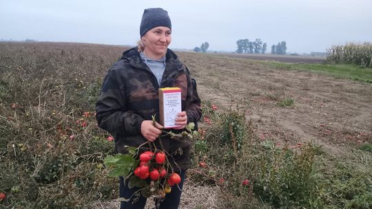 Rolnicy z Niewirkowa oddają pomidory w zamian za datek na remont kościoła w Dubie [ZDJĘCIA]