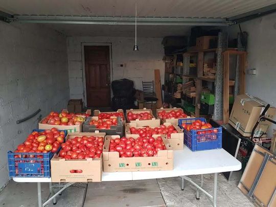 Rolnicy z Niewirkowa oddają pomidory w zamian za datek na remont kościoła w Dubie [ZDJĘCIA]