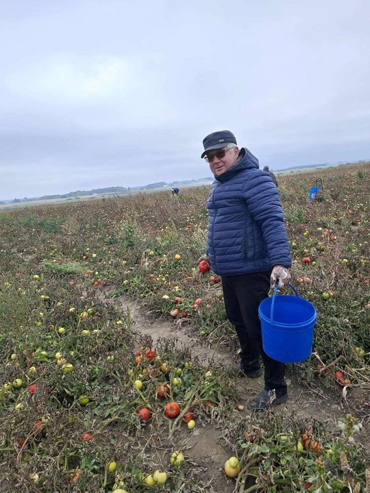 Rolnicy z Niewirkowa oddają pomidory w zamian za datek na remont kościoła w Dubie [ZDJĘCIA]