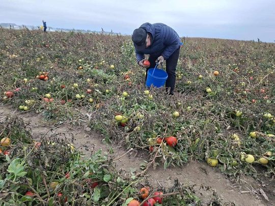 Rolnicy z Niewirkowa oddają pomidory w zamian za datek na remont kościoła w Dubie [ZDJĘCIA]