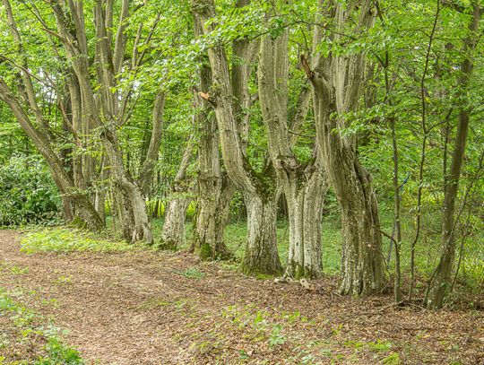Gm. Tereszpol: Zabytkowy dworek w Panasówce