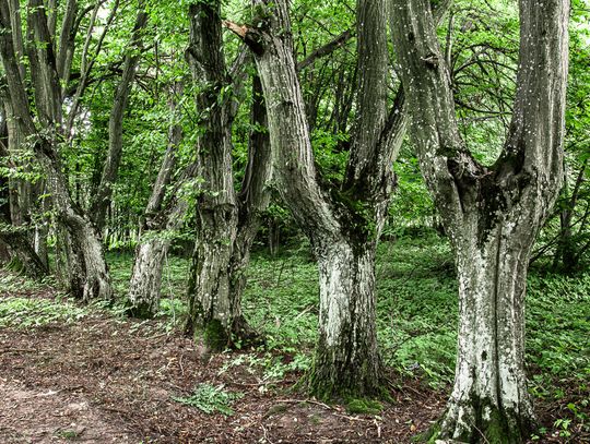 Gm. Tereszpol: Zabytkowy dworek w Panasówce