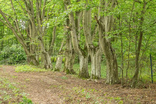 Gm. Tereszpol: Zabytkowy dworek w Panasówce