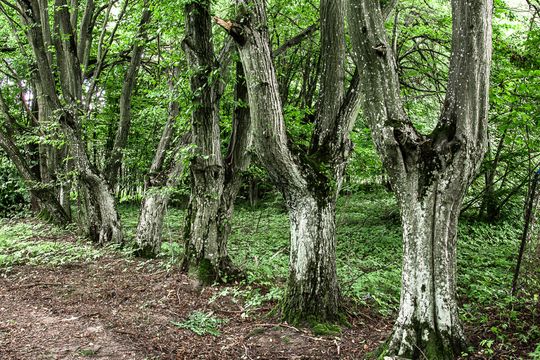 Gm. Tereszpol: Zabytkowy dworek w Panasówce Gm. Tereszpol: Zabytkowy dworek w Panasówce