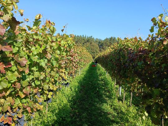 Winobranie w Winnicy Juliana. Zobacz zdjęcia Winobranie w Winnicy Juliana. Zobacz zdjęcia